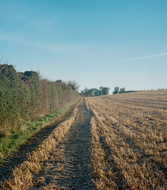Well-trodden path through a harvested field