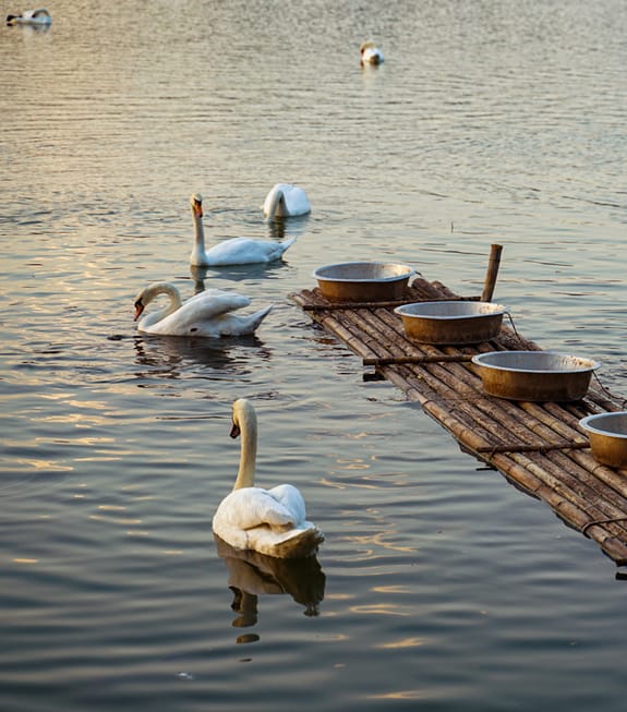 Swans paddling in the morning light