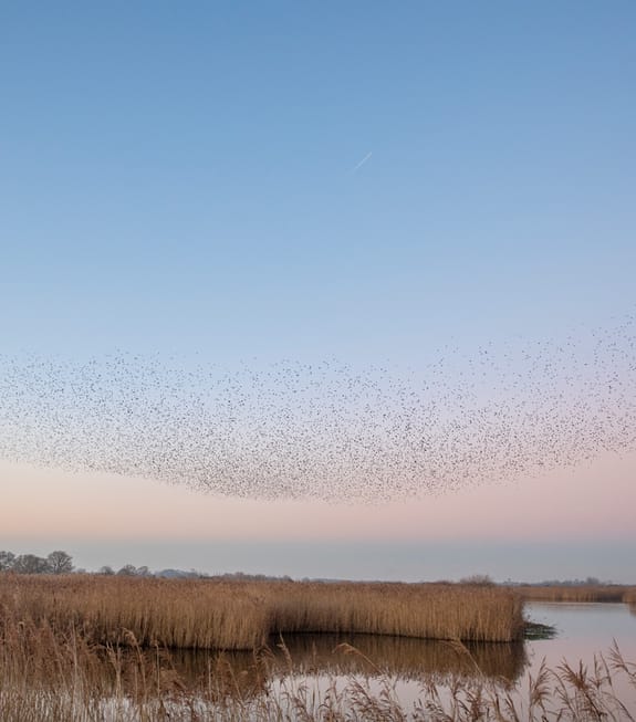 Flock of birds above a marsh at twilight