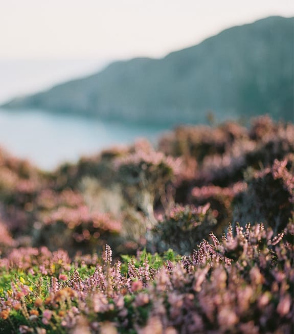 Purple heather with a seaside backdrop