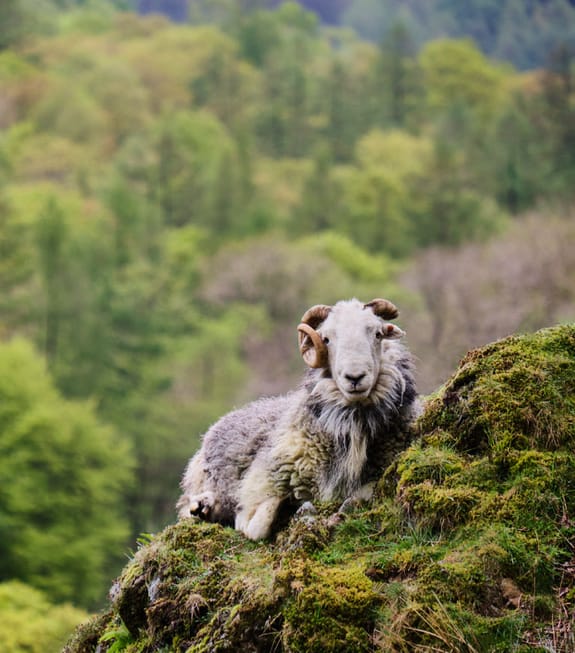 A ram rests high up aside a moss-covered mountain
