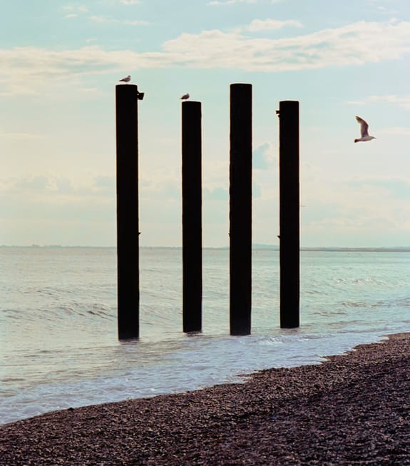 Seagulls perched on wooden posts by the sea