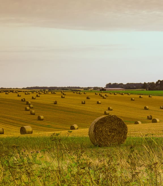 Newly harvested field full of hay bales in regional England