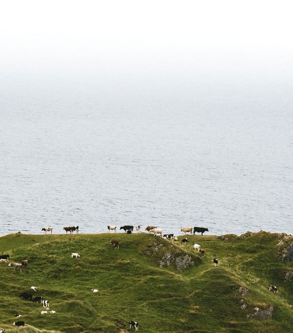 Cows milling on a grassy hill overlooking the ocean