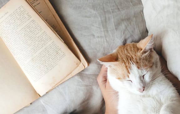 House cat being cuddled on a bed