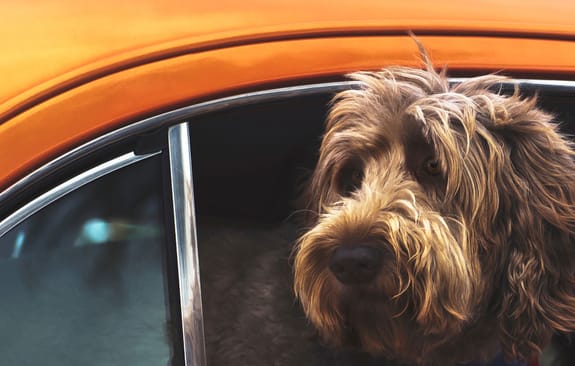 Dog leaning out the window of a vintage orange car