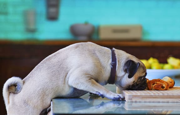 Pug reaching for a pastry on the dining table