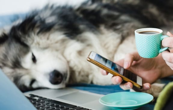 Husky cuddles up on the bed to woman with coffee and iPhone