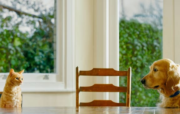 A cat and dog stare at each other across a dining table