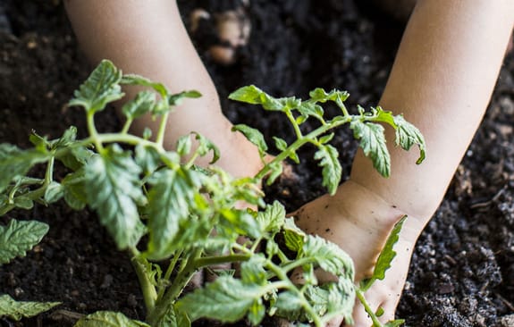 Child planting greenery in fresh soil
