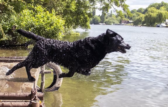 Wet black Labrador leaps back into river
