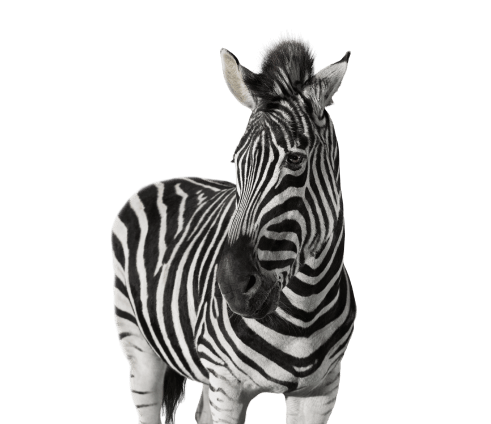 Image of a zebra