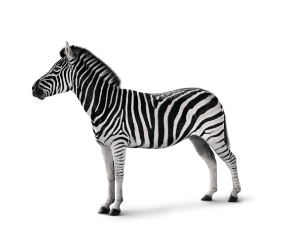 Image of a zebra