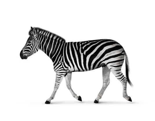 default-zebra-2