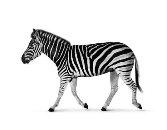 Image of a zebra