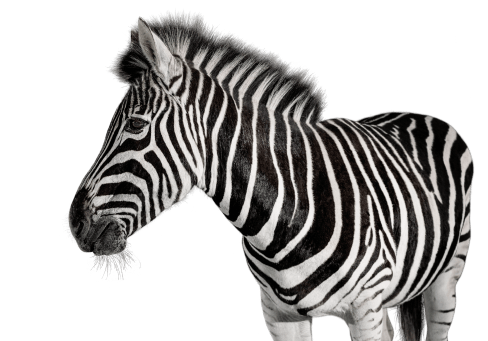 Image of a zebra