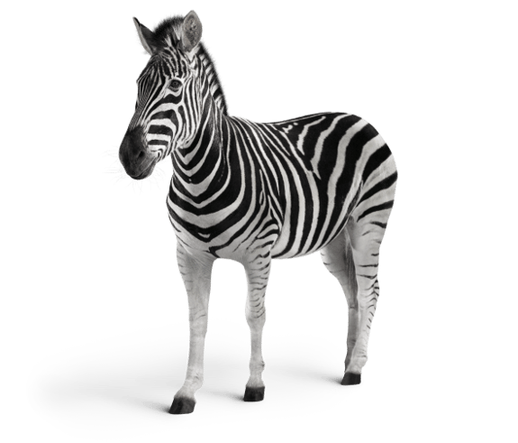 Image of a zebra