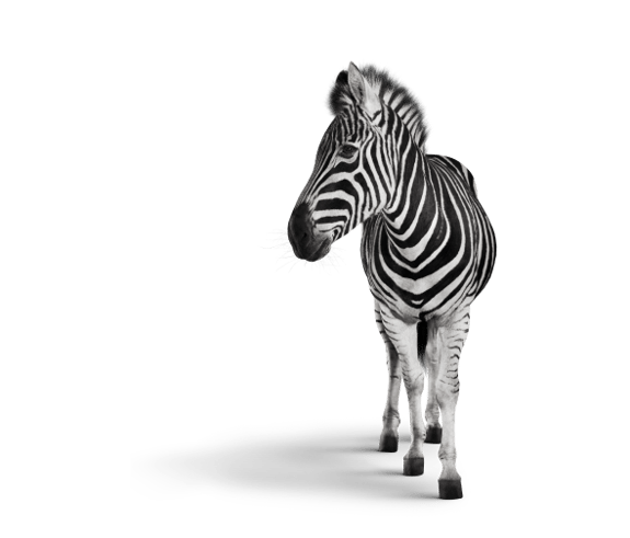 Image of a zebra