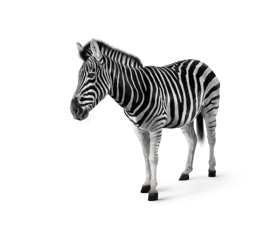 default-zebra-5
