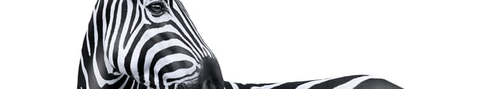Business Advice header image