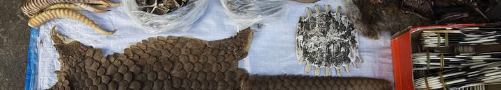 Illegal wildlife trade needs a collaborative response to be combatted