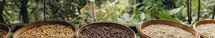 Coffee beans in tubs