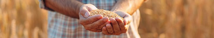 Farmer holding wheat seeds in his hand