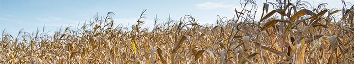 Crop field during a drought