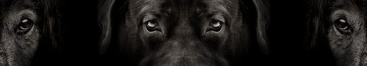 volatility-dog