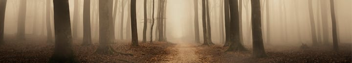 misty forest