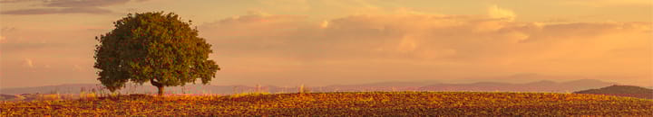 Lone tree