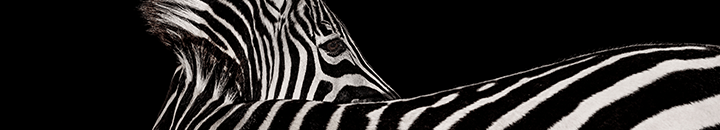 BC Zebra 02