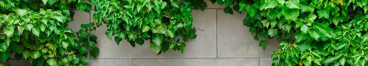 Green and grey dividends