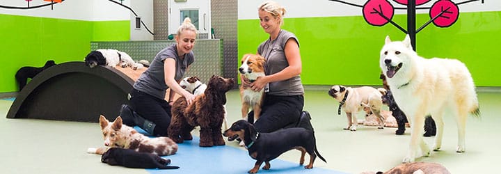 pet family