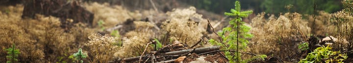 Reforestation