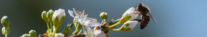 A bee pollinating white plum blossoms