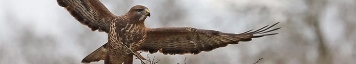 Buzzard flying