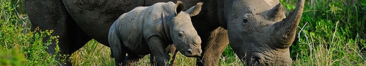 Rhinos in the wild