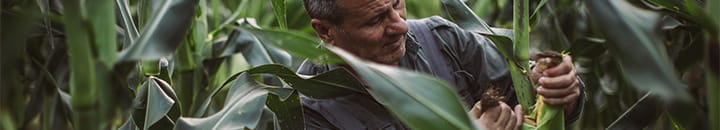 man picking corn in corn field
