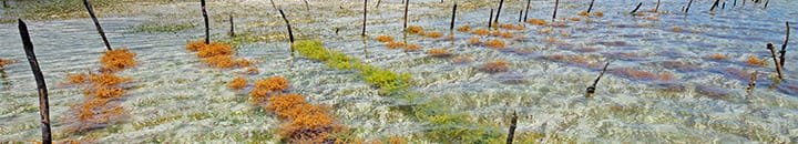 ocean innovation seaweed farm