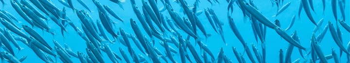 school of fish
