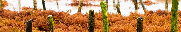seaweed