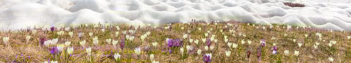 Crocus flowers during spring bloom