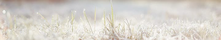 Grass thawing from the frost