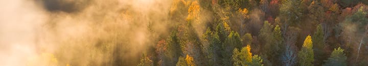 Forest fires