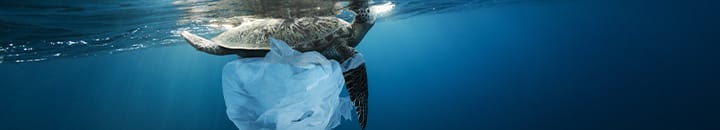 Turtle swimming in the ocean with a plastic bag caught on it