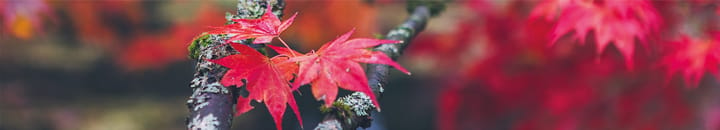 Allocation, Allocation, Allocation - autumn maple leaf