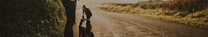 Managing liquidity risk - man with his dog