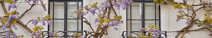 family home windows with flowering tree growing up against it