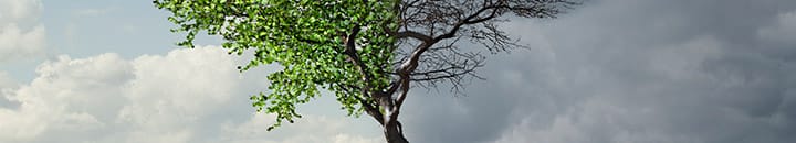 Tree full of leaves on one side and lost all its leaves on the other side